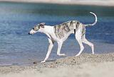 WHIPPET 206
